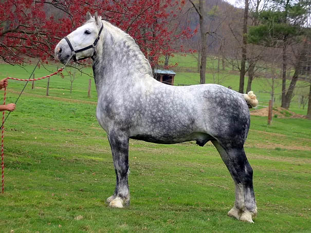 Windermeres Navigation - Percheron Horse